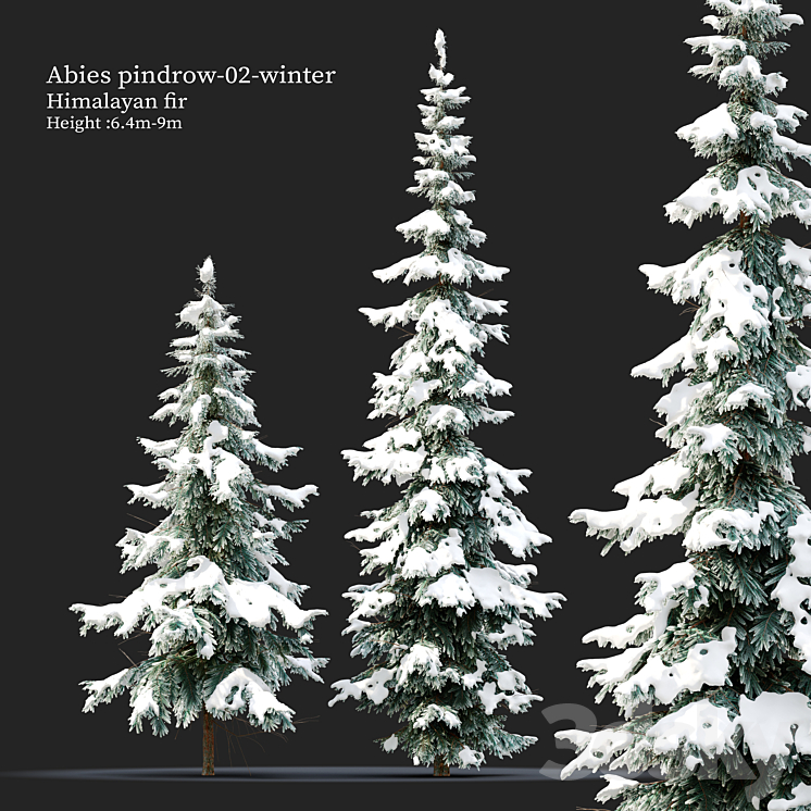 Abies pindrow-winter-02 3DS Max Model - thumbnail 3