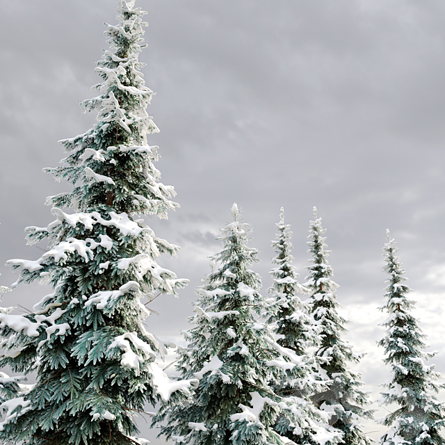 Abies pindrow-winter-02 3DS Max Model - thumbnail 3