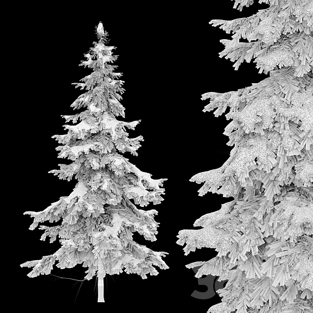 Abies pindrow-winter-02 3DS Max Model - thumbnail 4