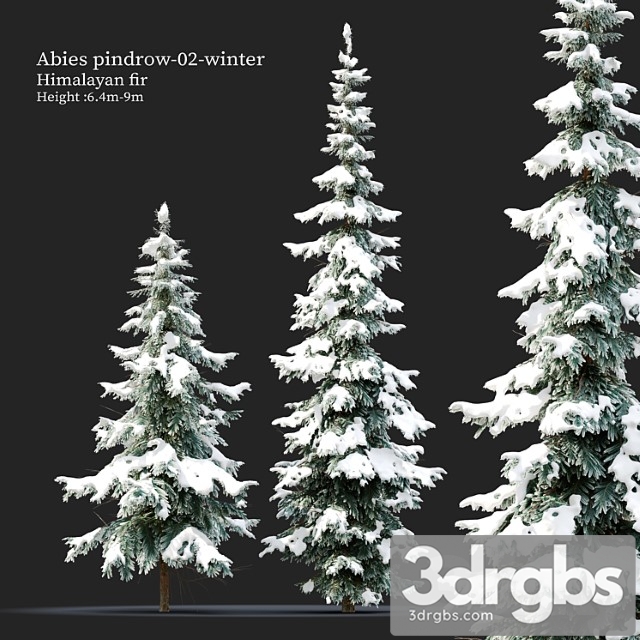 Abies Pindrow Winter 02 3dsmax Download - thumbnail 1