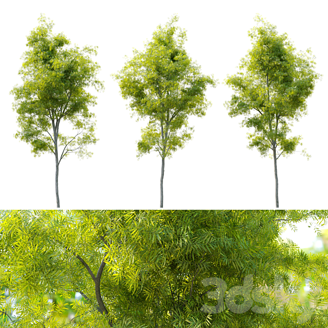 Acacia retinodes (water wattle) 3DS Max Model - thumbnail 2