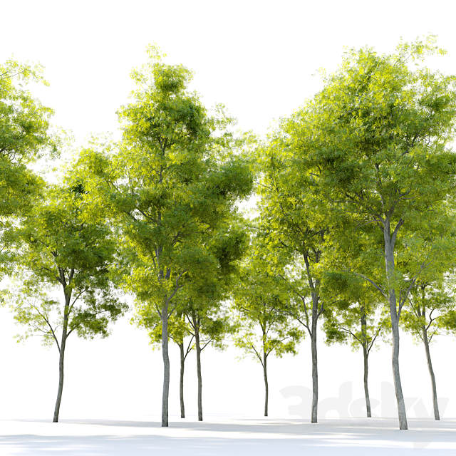 Acacia retinodes (water wattle) 3DS Max Model - thumbnail 3