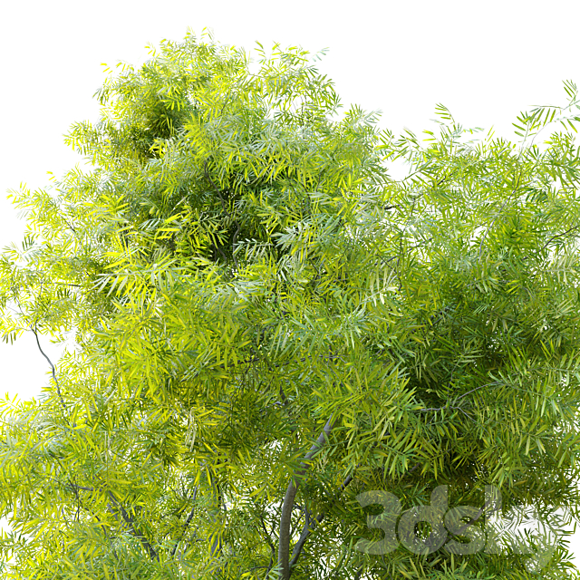 Acacia retinodes (water wattle) 3DS Max Model - thumbnail 4