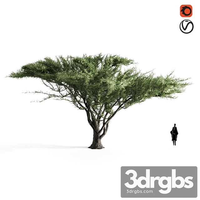 Acacia Tortilis 1 3dsmax Download - thumbnail 1