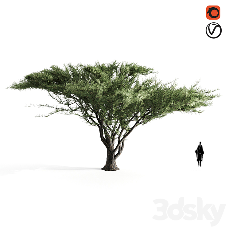 Acacia tortilis 3DS Max - thumbnail 1