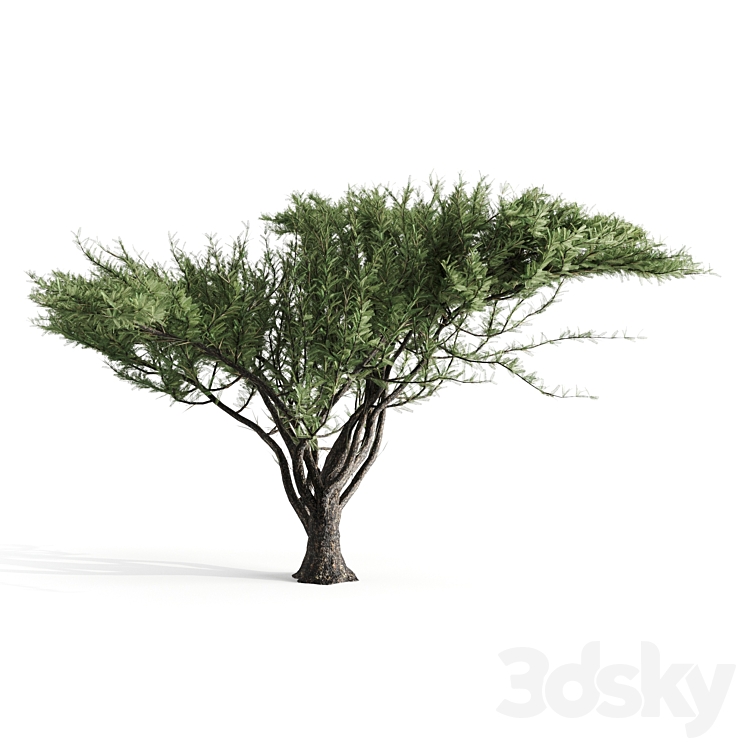 Acacia tortilis 3DS Max - thumbnail 2