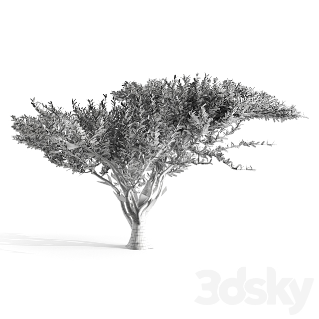 Acacia tortilis 3DSMax File - thumbnail 3