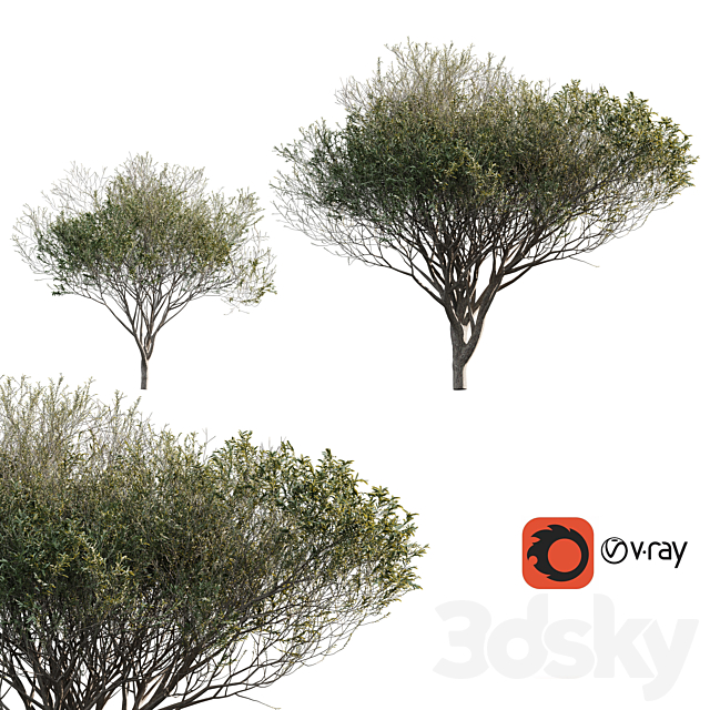 Acacia tortilis (Vachellia tortilis) 3ds Max - thumbnail 1