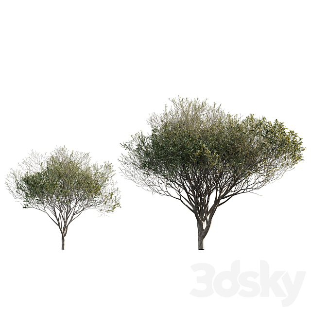 Acacia tortilis (Vachellia tortilis) 3ds Max - thumbnail 2