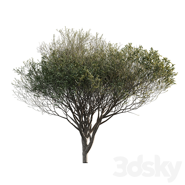 Acacia tortilis (Vachellia tortilis) 3ds Max - thumbnail 3