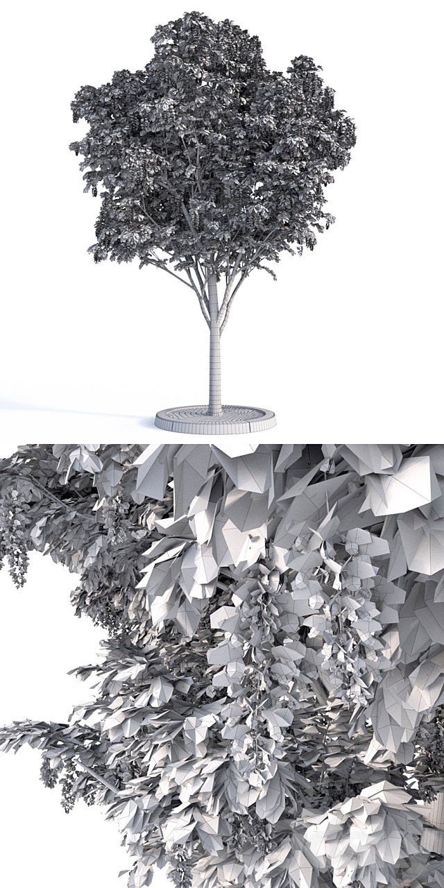 Acacia Tree 3DS Max Model - thumbnail 3