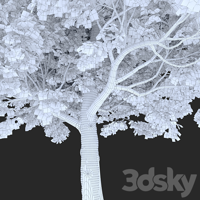 Acer campestre 3DS Max Model - thumbnail 5