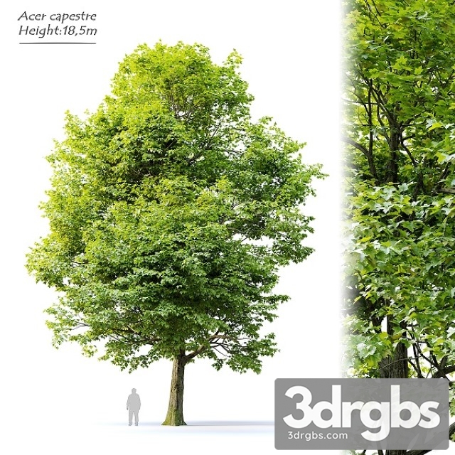 Acer Campestre 3dsmax Download - thumbnail 1