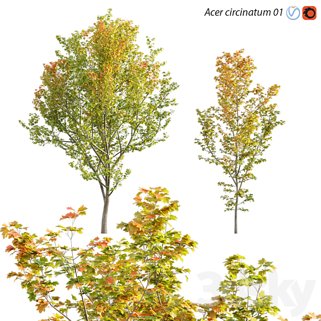 Acer circinatum | Vine Maple 01 3DSMax File - thumbnail 1