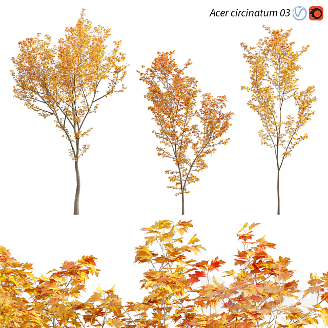 Acer circinatum – Vine Maple 03 3DSMax File - thumbnail 1