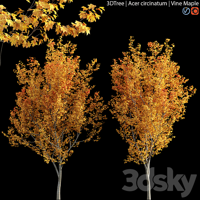 Acer circinatum | Vine Maple 04 3ds Max - thumbnail 1