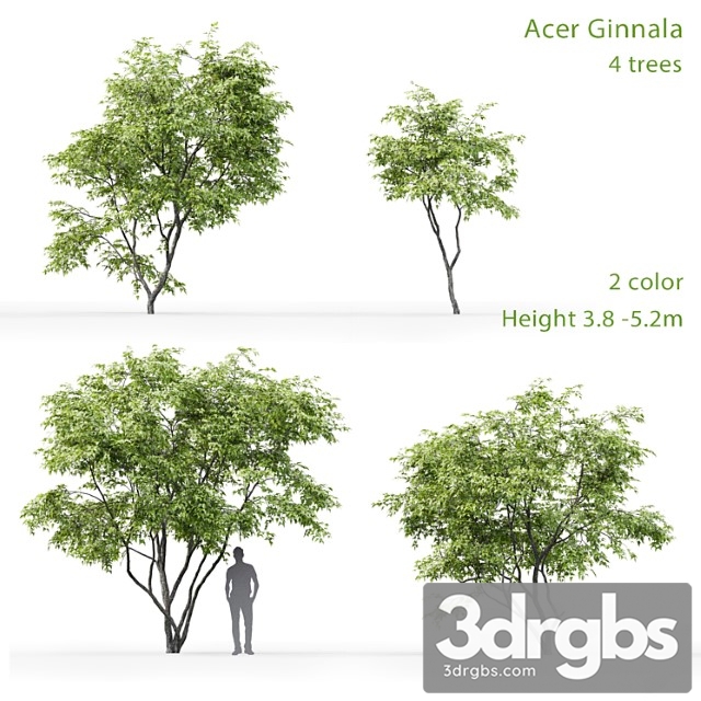 Acer Ginnala 3 3dsmax Download - thumbnail 1