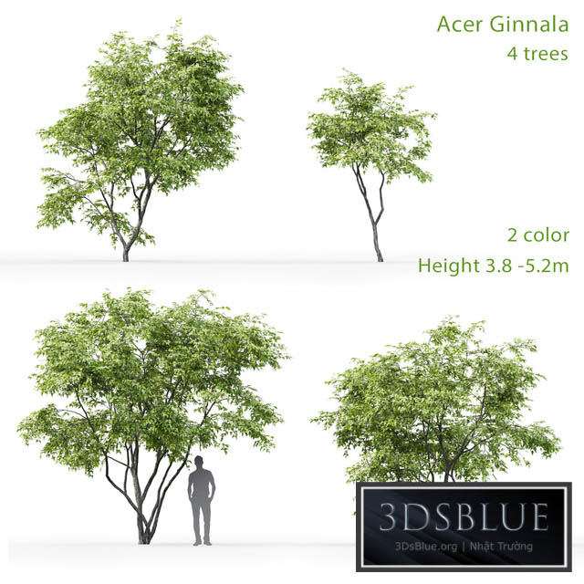 Acer Ginnala 3DS Max - thumbnail 3