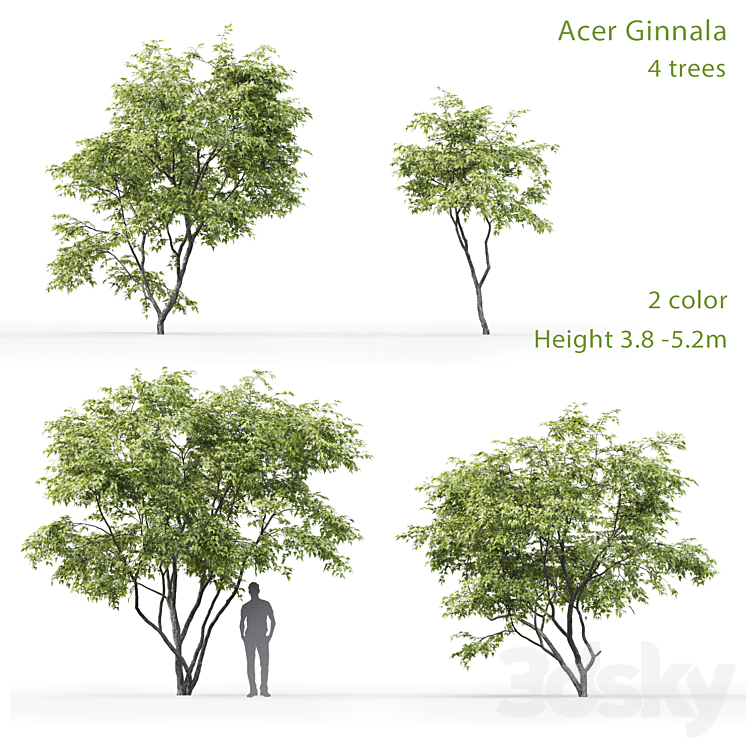 Acer Ginnala 3DS Max - thumbnail 1