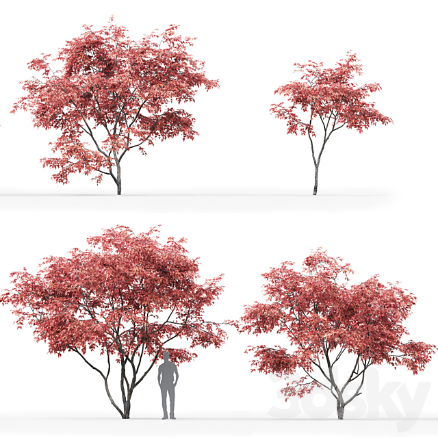 Acer Ginnala 3DSMax File - thumbnail 2