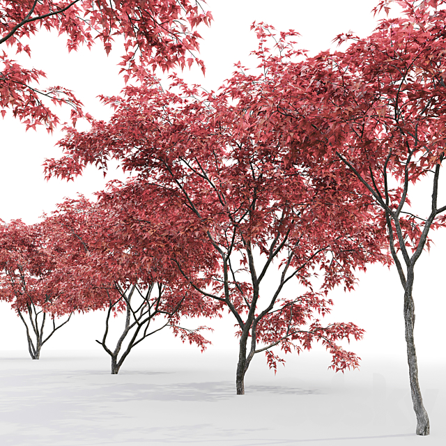 Acer Ginnala 3DSMax File - thumbnail 3