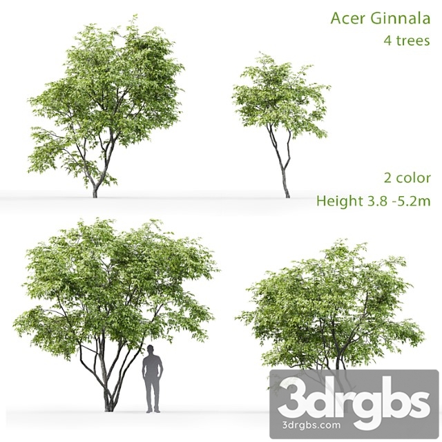 Acer ginnala - thumbnail 1