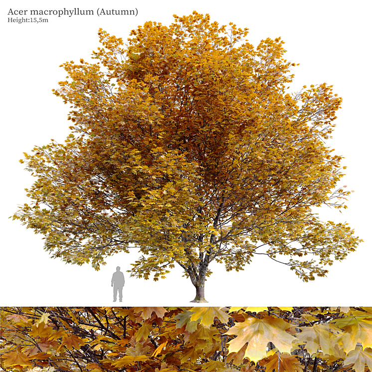 Acer macrophyllum (autumn) 3DS Max Model - thumbnail 3