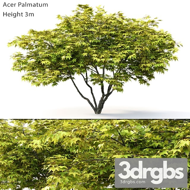 Acer Palmatum 2 3dsmax Download - thumbnail 1