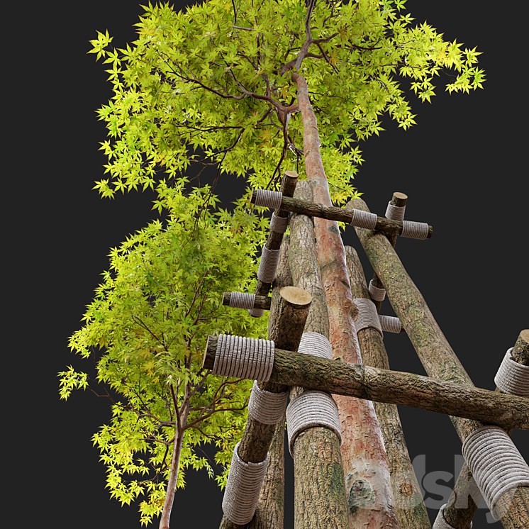 Acer palmatum 3DS Max - thumbnail 2