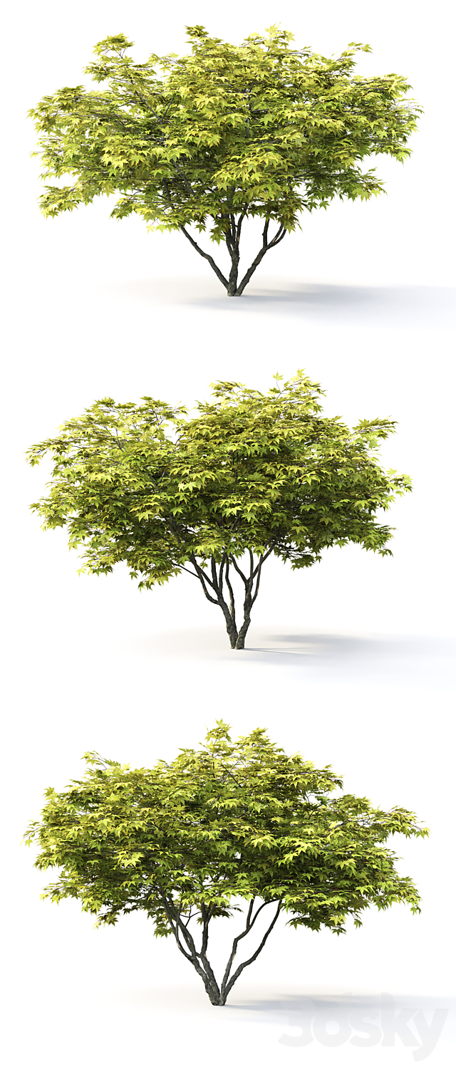 Acer Palmatum 3DS Max Model - thumbnail 2