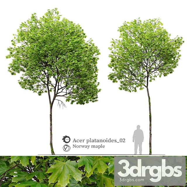 Acer platanoides 02 - thumbnail 1