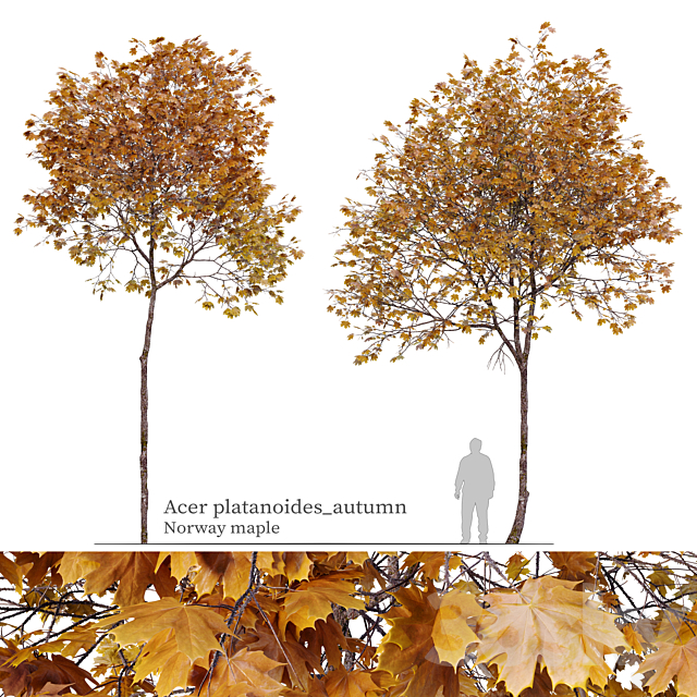 Acer platanoides (autumn) 3ds Max - thumbnail 1