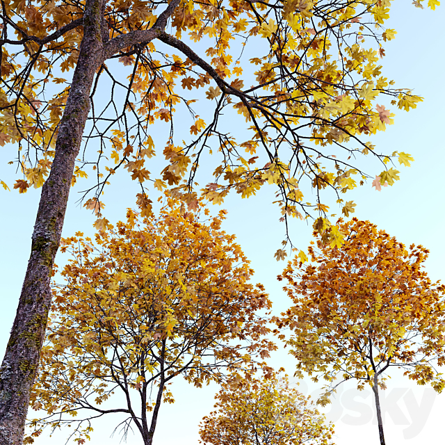 Acer platanoides (autumn) 3ds Max - thumbnail 2