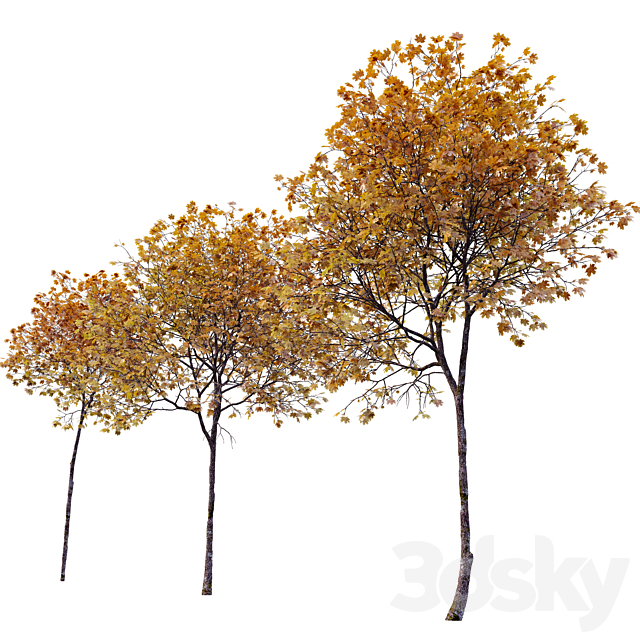 Acer platanoides (autumn) 3ds Max - thumbnail 3