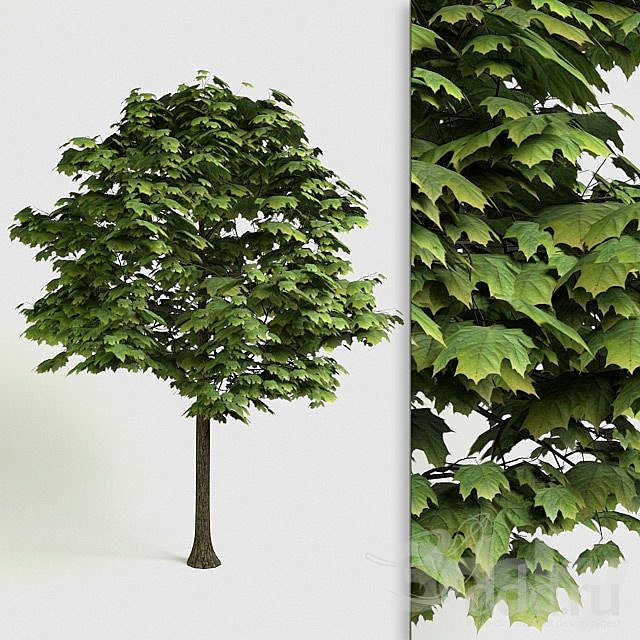 Acer Platanoides – detailed 3D Tree 3ds Max - thumbnail 1