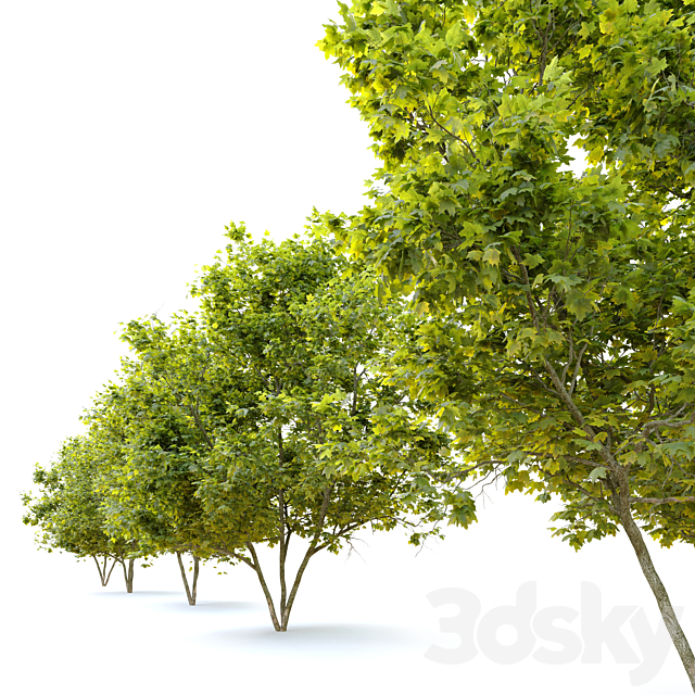 Acer platanoides (Norway maple) 3DSMax File - thumbnail 2