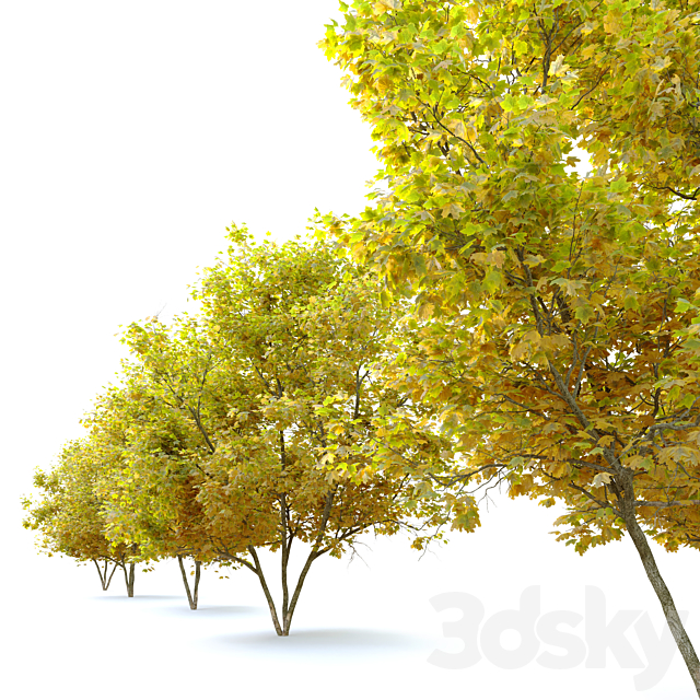 Acer platanoides (Norway maple) 3DSMax File - thumbnail 3