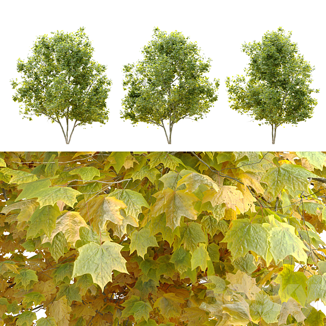 Acer platanoides (Norway maple) 3DSMax File - thumbnail 4