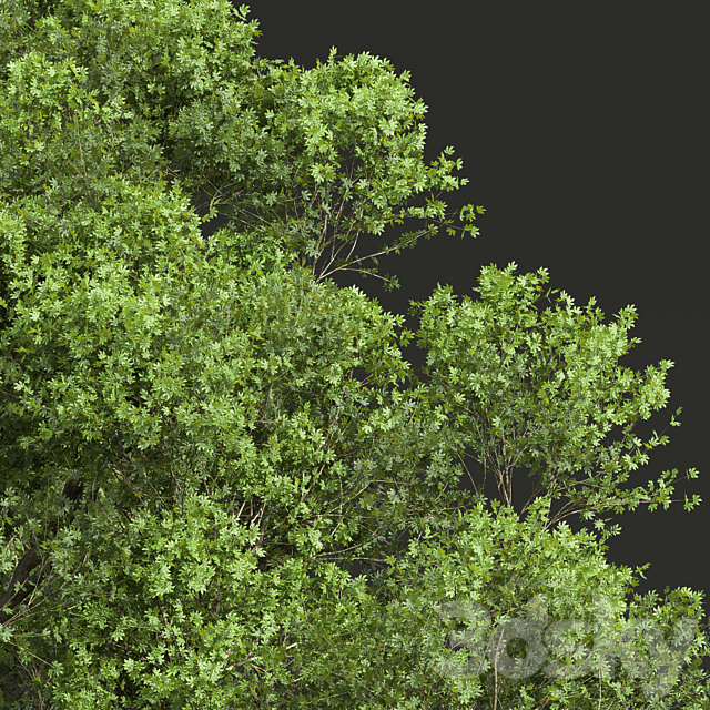 Acer Pseudoplatanus 04-spring trees 3ds Max - thumbnail 3