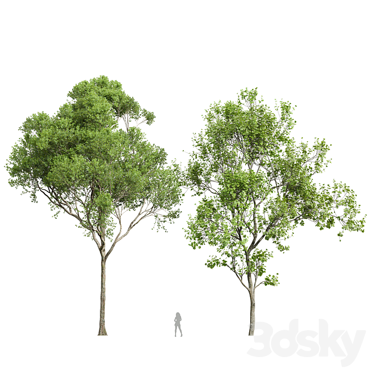 Acer Pseudoplatanus and Acer Saccharinum-2 spring trees 3DS Max Model - thumbnail 1