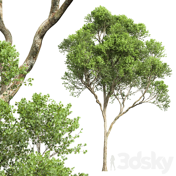 Acer Pseudoplatanus and Acer Saccharinum-2 spring trees 3DS Max Model - thumbnail 2