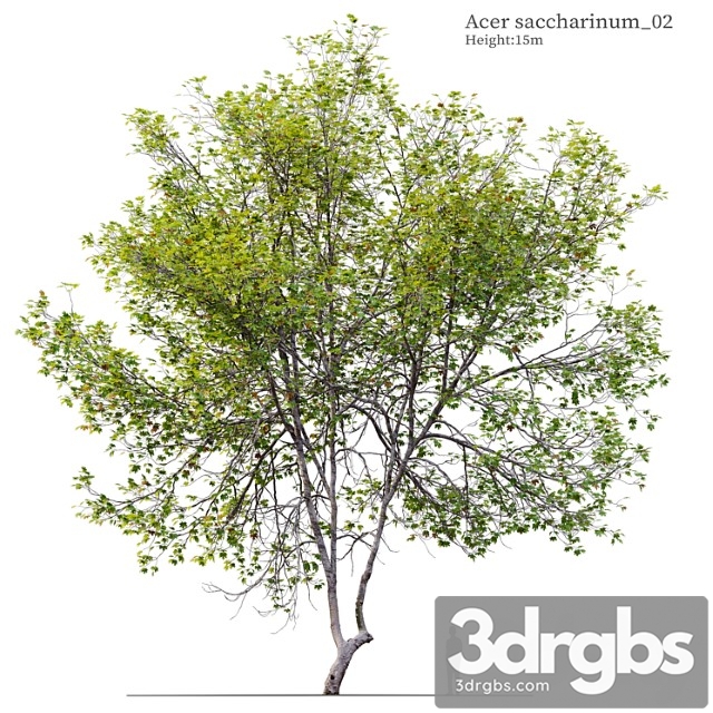 Acer saccharinum 02 - thumbnail 1