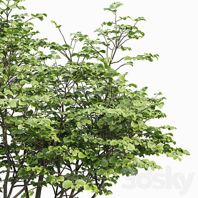 Acer Saccharinum and Hazel leaves 3ds Max - thumbnail 2