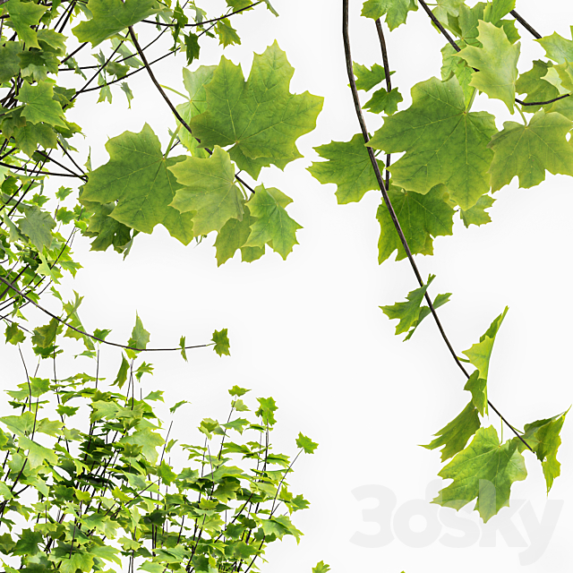 Acer Saccharinum and Hazel leaves 3ds Max - thumbnail 3