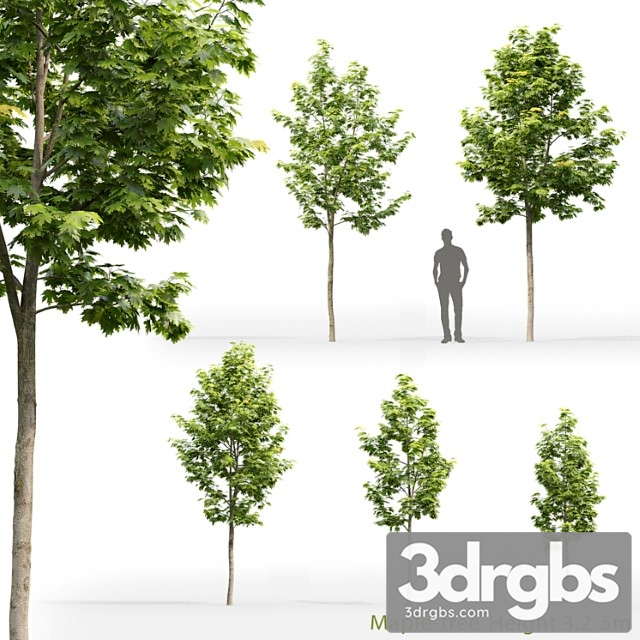 Acer Tree 11 3dsmax Download - thumbnail 1