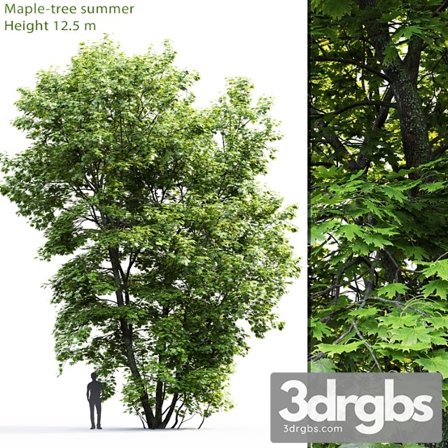 Acer Tree 9 3dsmax Download - thumbnail 1