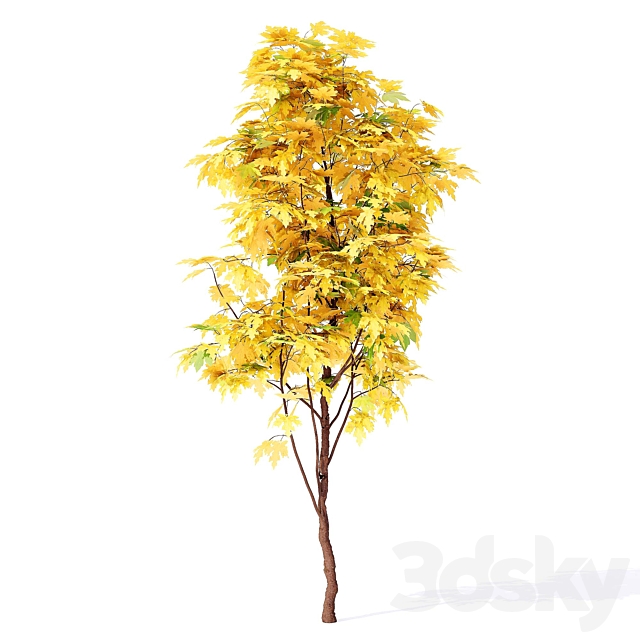 Acer_campestre_02 3dsMax Model - thumbnail 2