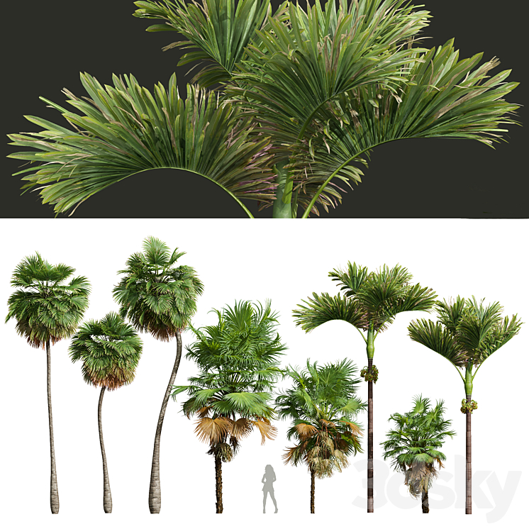 Acoelorrhaphe Wrightii and Borassus Flabellifer and Areca Catechu Decorative Garden Fruit 3DS Max Model - thumbnail 1