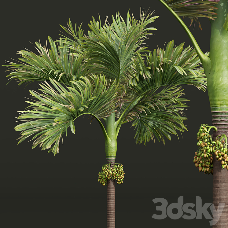 Acoelorrhaphe Wrightii and Borassus Flabellifer and Areca Catechu Decorative Garden Fruit 3DS Max - thumbnail 2