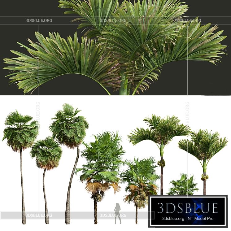 Acoelorrhaphe Wrightii and Borassus Flabellifer and Areca Catechu Decorative Garden Fruit 3DS Max - thumbnail 3